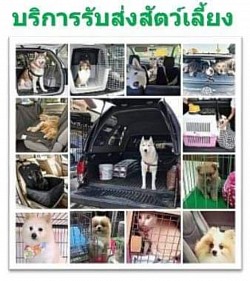 บริการรับส่งสัตว์เลี้ยงน่ารัก รับส่งเดินทางทั่วประเทศ 24 ชม.